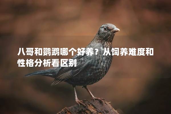 八哥和鹦鹉哪个好养？从饲养难度和性格分析看区别