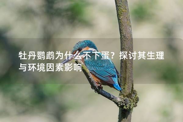 牡丹鹦鹉为什么不下蛋？探讨其生理与环境因素影响