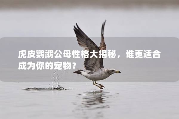 虎皮鹦鹉公母性格大揭秘，谁更适合成为你的宠物？