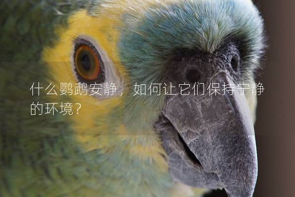 什么鹦鹉安静，如何让它们保持宁静的环境？