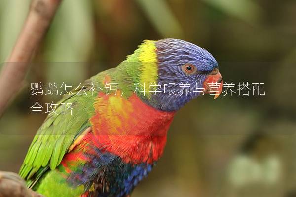鹦鹉怎么补钙，科学喂养与营养搭配全攻略
