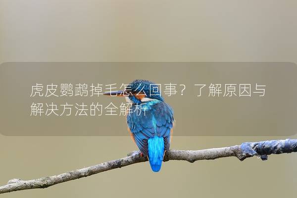 虎皮鹦鹉掉毛怎么回事？了解原因与解决方法的全解析