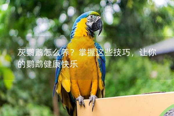 灰鹦鹉怎么养？掌握这些技巧，让你的鹦鹉健康快乐