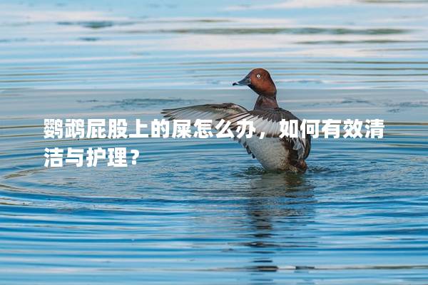 鹦鹉屁股上的屎怎么办，如何有效清洁与护理？