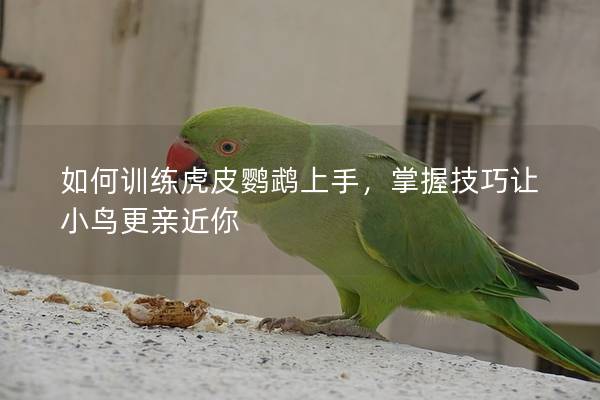 如何训练虎皮鹦鹉上手，掌握技巧让小鸟更亲近你