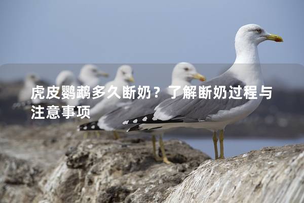虎皮鹦鹉多久断奶？了解断奶过程与注意事项