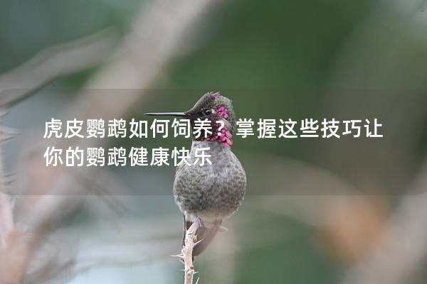 虎皮鹦鹉如何饲养？掌握这些技巧让你的鹦鹉健康快乐