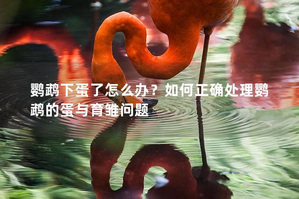鹦鹉下蛋了怎么办？如何正确处理鹦鹉的蛋与育雏问题