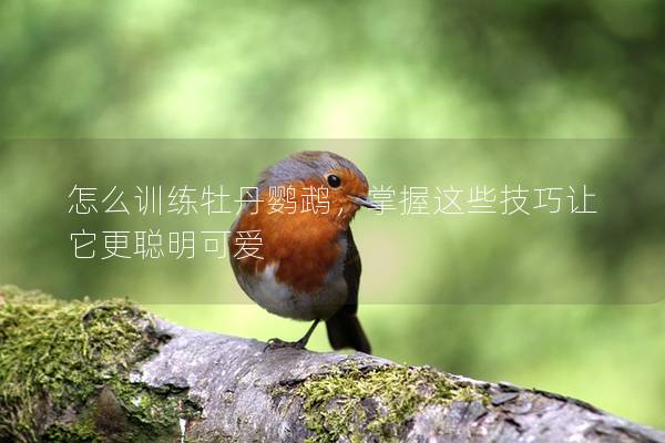 怎么训练牡丹鹦鹉，掌握这些技巧让它更聪明可爱