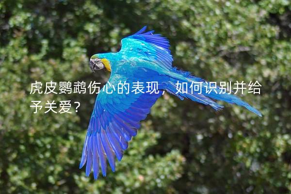 虎皮鹦鹉伤心的表现，如何识别并给予关爱？