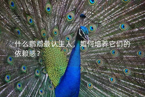 什么鹦鹉最认主人，如何培养它们的依赖感？