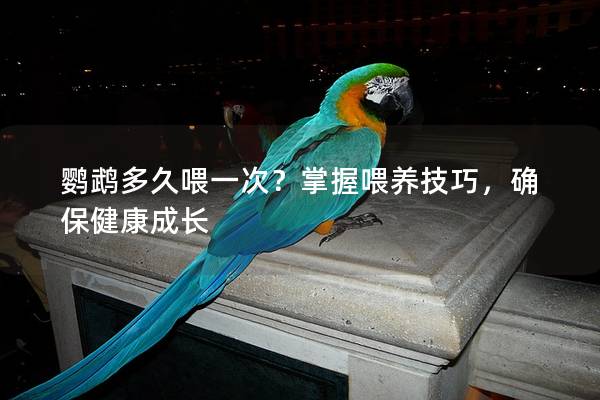 鹦鹉多久喂一次？掌握喂养技巧，确保健康成长