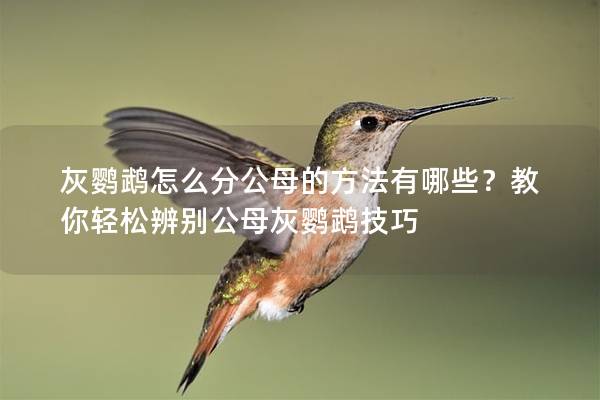 灰鹦鹉怎么分公母的方法有哪些？教你轻松辨别公母灰鹦鹉技巧
