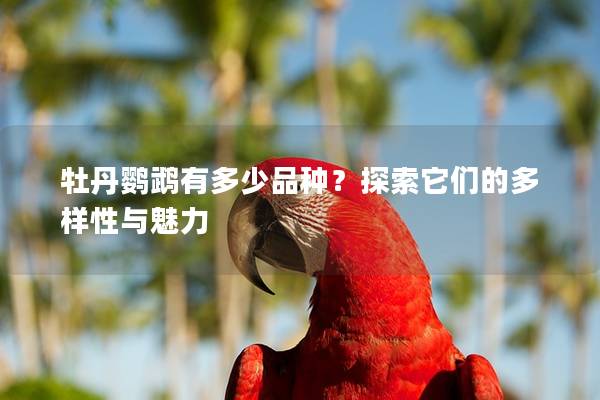 牡丹鹦鹉有多少品种？探索它们的多样性与魅力