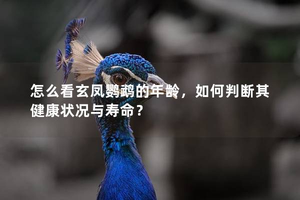 怎么看玄凤鹦鹉的年龄，如何判断其健康状况与寿命？
