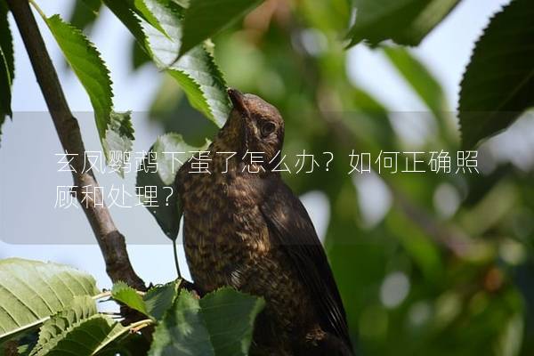玄凤鹦鹉下蛋了怎么办？如何正确照顾和处理？