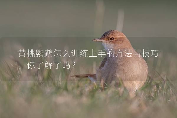 黄桃鹦鹉怎么训练上手的方法与技巧，你了解了吗？