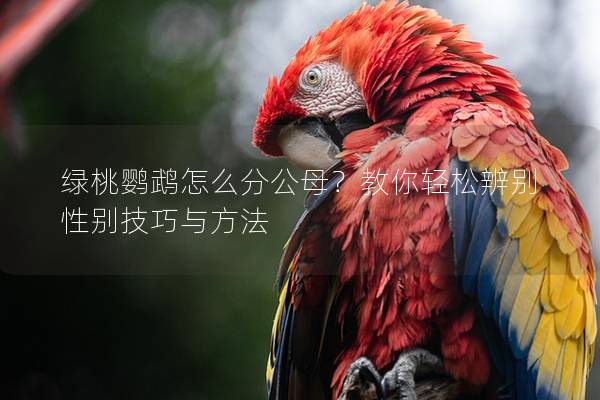 绿桃鹦鹉怎么分公母？教你轻松辨别性别技巧与方法