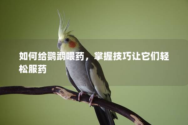 如何给鹦鹉喂药，掌握技巧让它们轻松服药