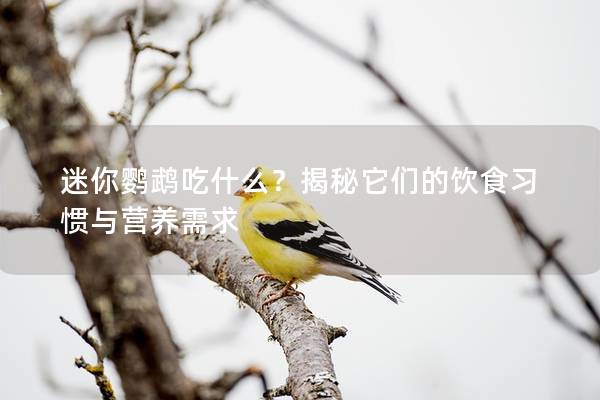 迷你鹦鹉吃什么？揭秘它们的饮食习惯与营养需求