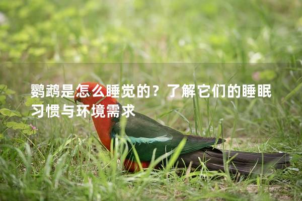 鹦鹉是怎么睡觉的？了解它们的睡眠习惯与环境需求