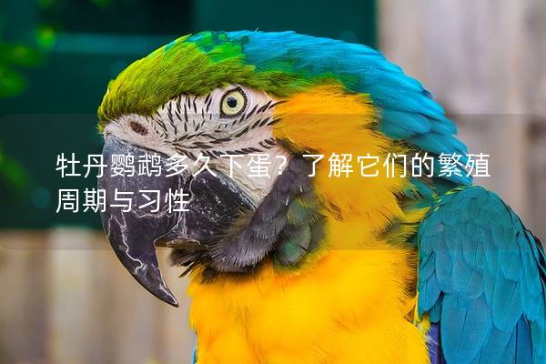 牡丹鹦鹉多久下蛋？了解它们的繁殖周期与习性