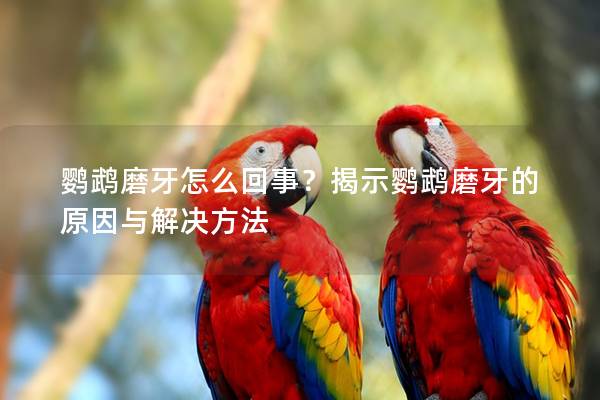 鹦鹉磨牙怎么回事？揭示鹦鹉磨牙的原因与解决方法
