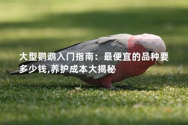 大型鹦鹉入门指南：最便宜的品种要多少钱,养护成本大揭秘