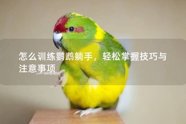 怎么训练鹦鹉躺手，轻松掌握技巧与注意事项