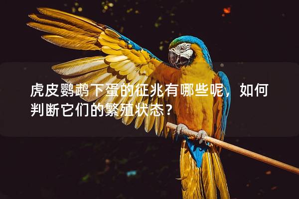 虎皮鹦鹉下蛋的征兆有哪些呢，如何判断它们的繁殖状态？