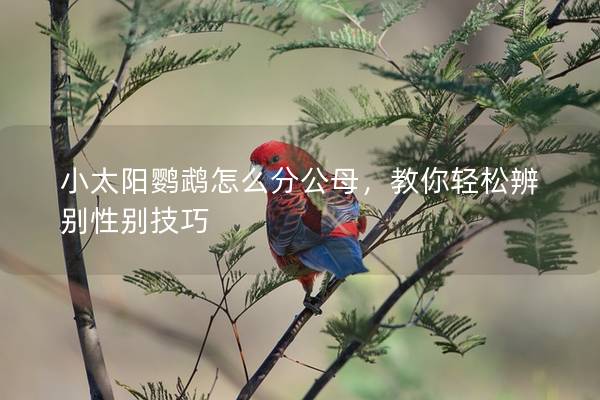 小太阳鹦鹉怎么分公母，教你轻松辨别性别技巧