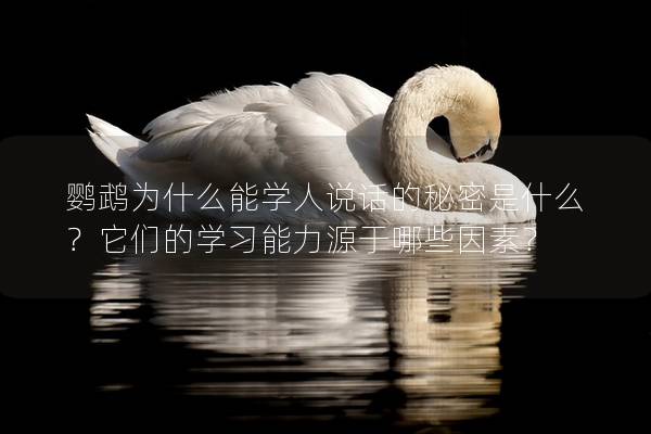鹦鹉为什么能学人说话的秘密是什么？它们的学习能力源于哪些因素？