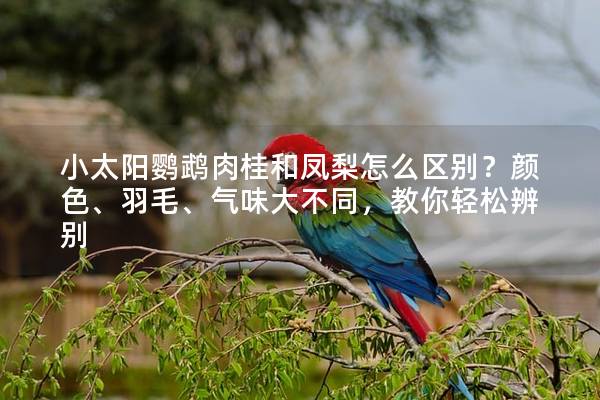 小太阳鹦鹉肉桂和凤梨怎么区别？颜色、羽毛、气味大不同，教你轻松辨别