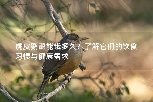 虎皮鹦鹉能饿多久？了解它们的饮食习惯与健康需求