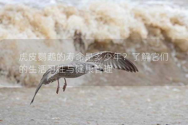 虎皮鹦鹉的寿命是多少年？了解它们的生活习性与健康管理