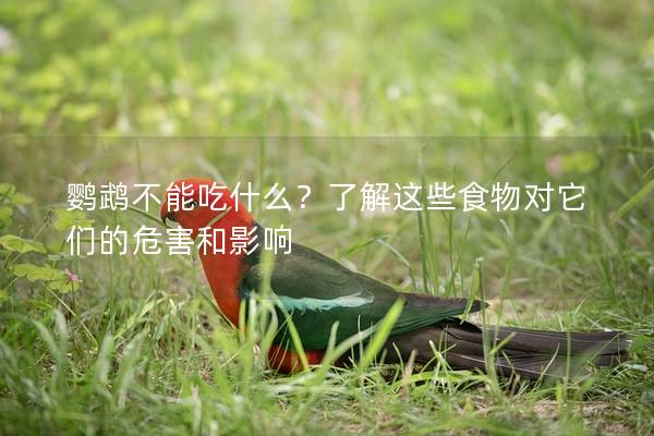 鹦鹉不能吃什么？了解这些食物对它们的危害和影响