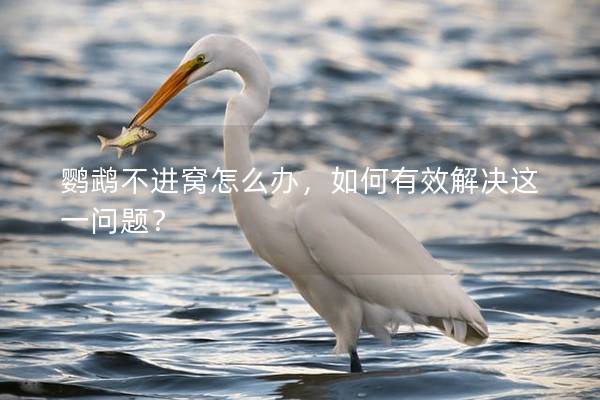 鹦鹉不进窝怎么办，如何有效解决这一问题？