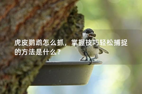 虎皮鹦鹉怎么抓，掌握技巧轻松捕捉的方法是什么？