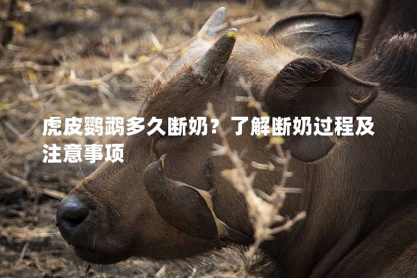 虎皮鹦鹉多久断奶？了解断奶过程及注意事项