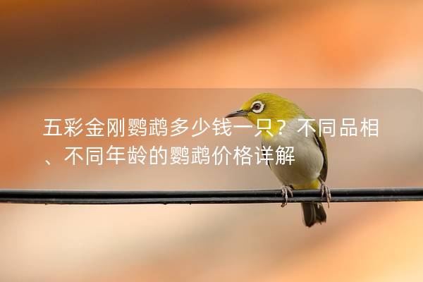 五彩金刚鹦鹉多少钱一只？不同品相、不同年龄的鹦鹉价格详解