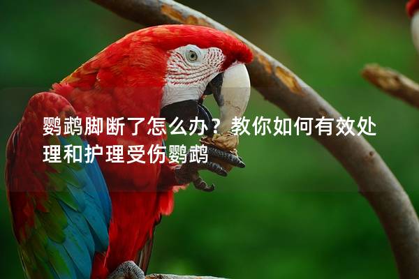 鹦鹉脚断了怎么办？教你如何有效处理和护理受伤鹦鹉