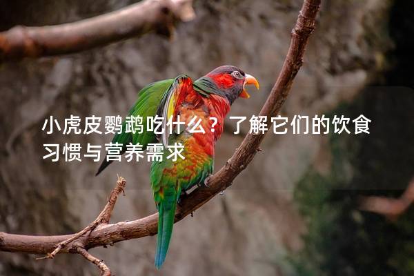 小虎皮鹦鹉吃什么？了解它们的饮食习惯与营养需求