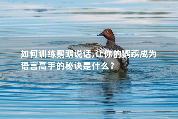 如何训练鹦鹉说话,让你的鹦鹉成为语言高手的秘诀是什么？