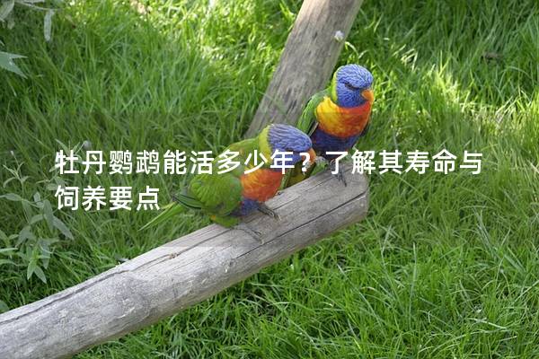 牡丹鹦鹉能活多少年？了解其寿命与饲养要点