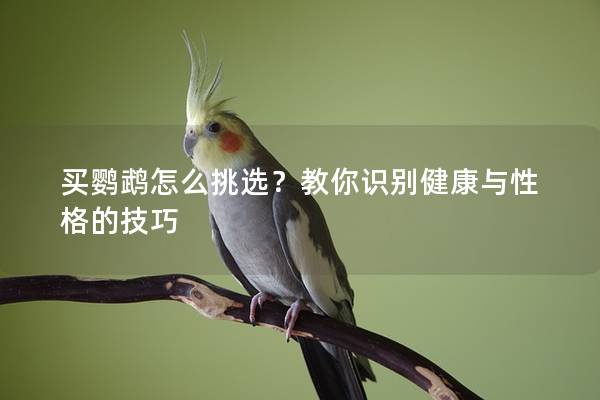 买鹦鹉怎么挑选？教你识别健康与性格的技巧