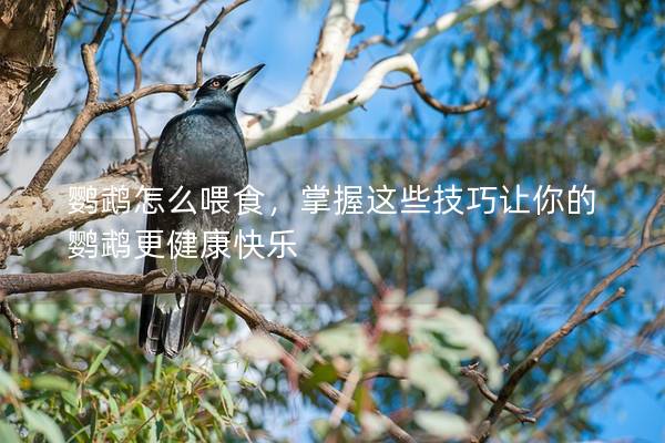 鹦鹉怎么喂食，掌握这些技巧让你的鹦鹉更健康快乐