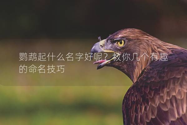 鹦鹉起什么名字好呢？教你几个有趣的命名技巧