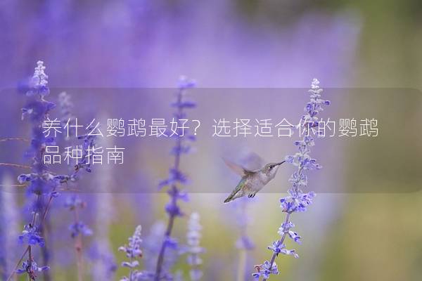 养什么鹦鹉最好？选择适合你的鹦鹉品种指南