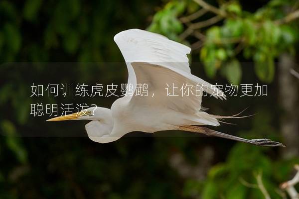 如何训练虎皮鹦鹉，让你的宠物更加聪明活泼？