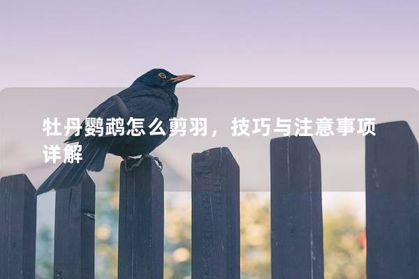 牡丹鹦鹉怎么剪羽，技巧与注意事项详解